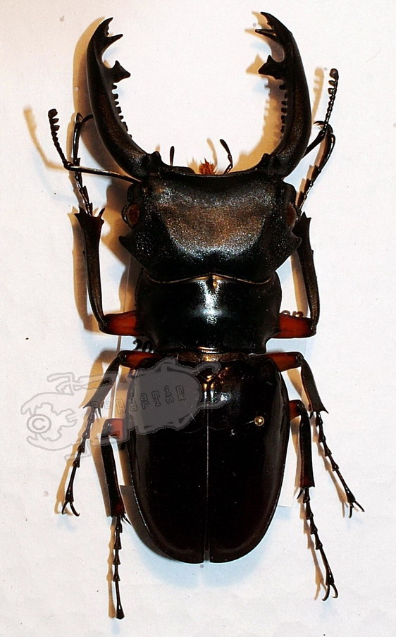 Genus Odontolabis - the online insect museum